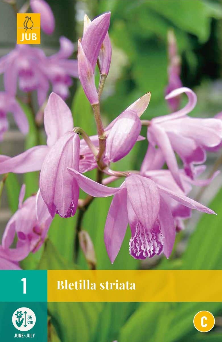 Bletilla Striata