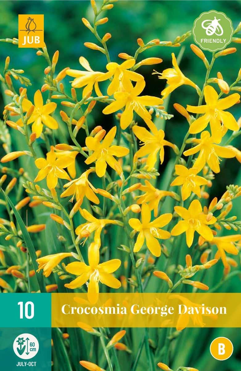 Crocosmia George Davison