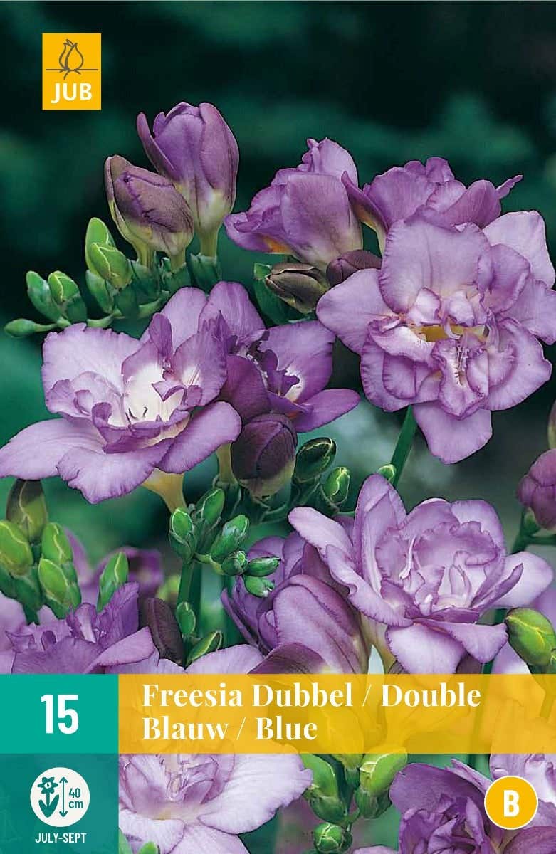 Freesia Dubbel Blauw