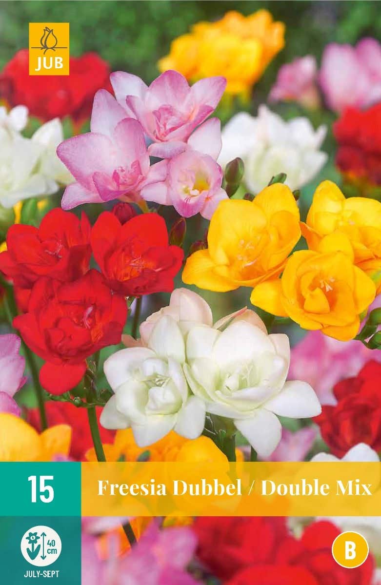 Freesia Dubbel Mix