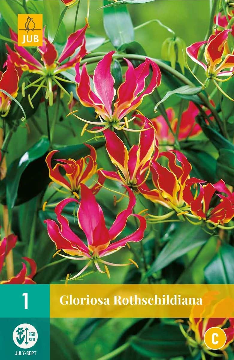 Gloriosa Rothschildiana