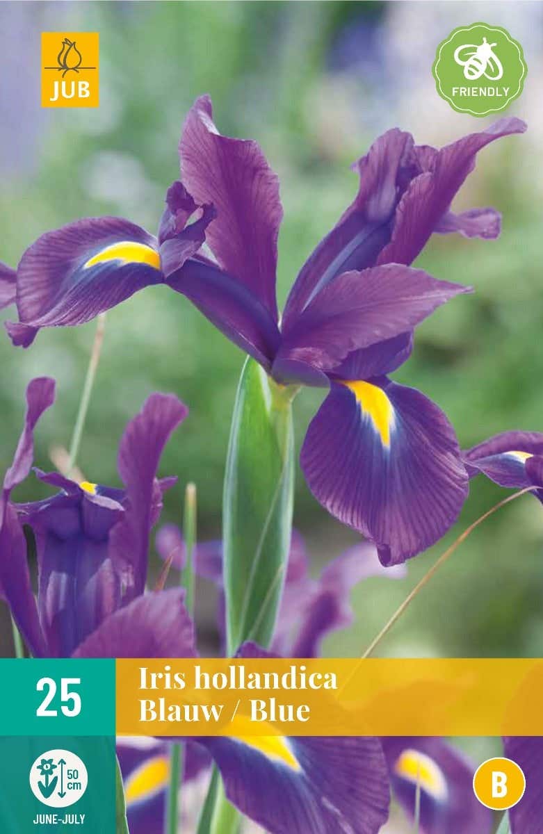 Iris Hollandica Blauw