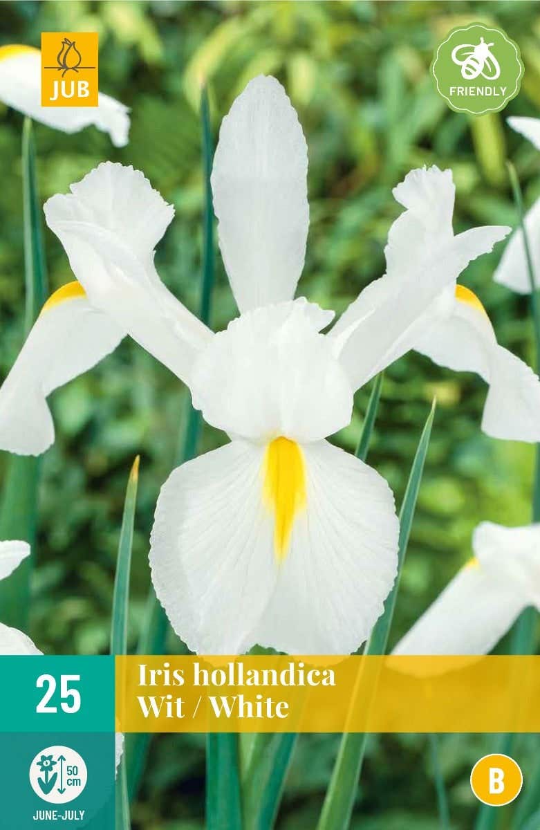 Iris Hollandica Wit