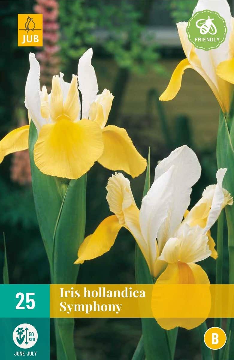 Iris Hollandica Symphony