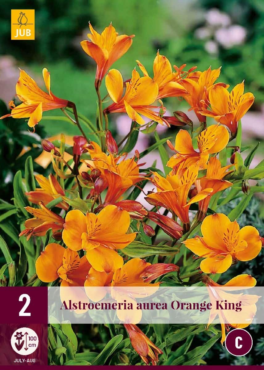 Alstroemeria Orange King