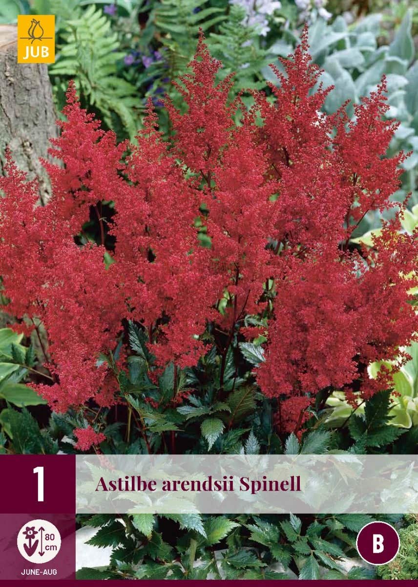 Astilbe Arendsii Spinell