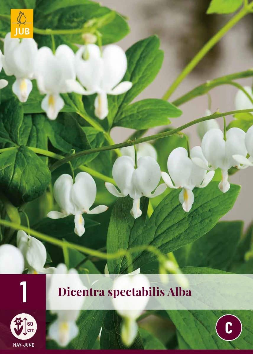 Dicentra Spectabilis Alba
