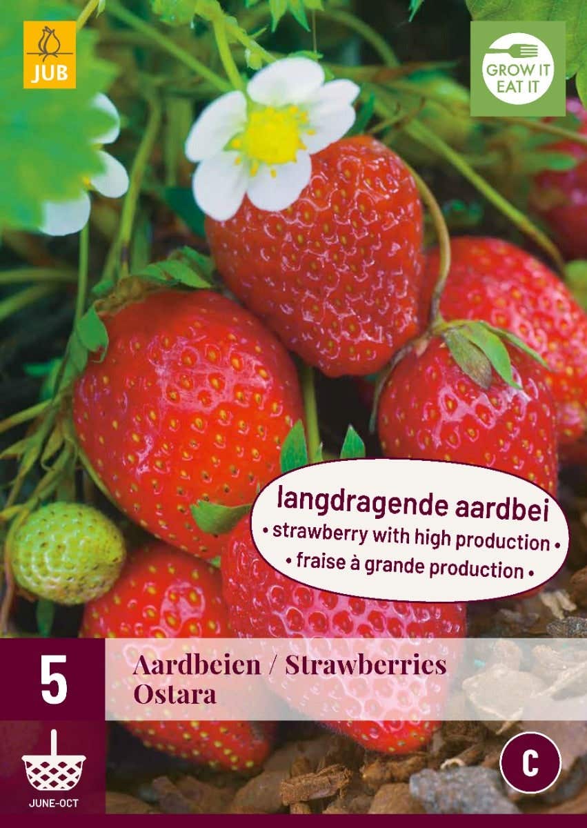 Fragaria Ostara