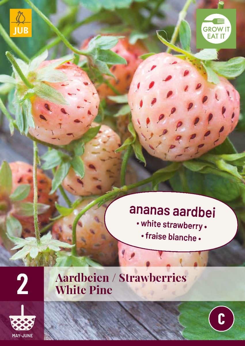 Fragaria White Pine