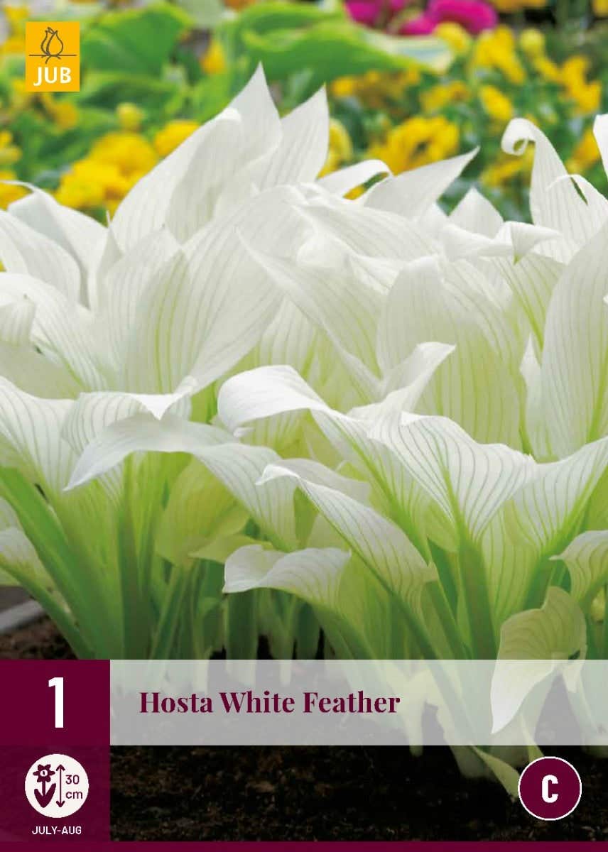 Hosta White Feather
