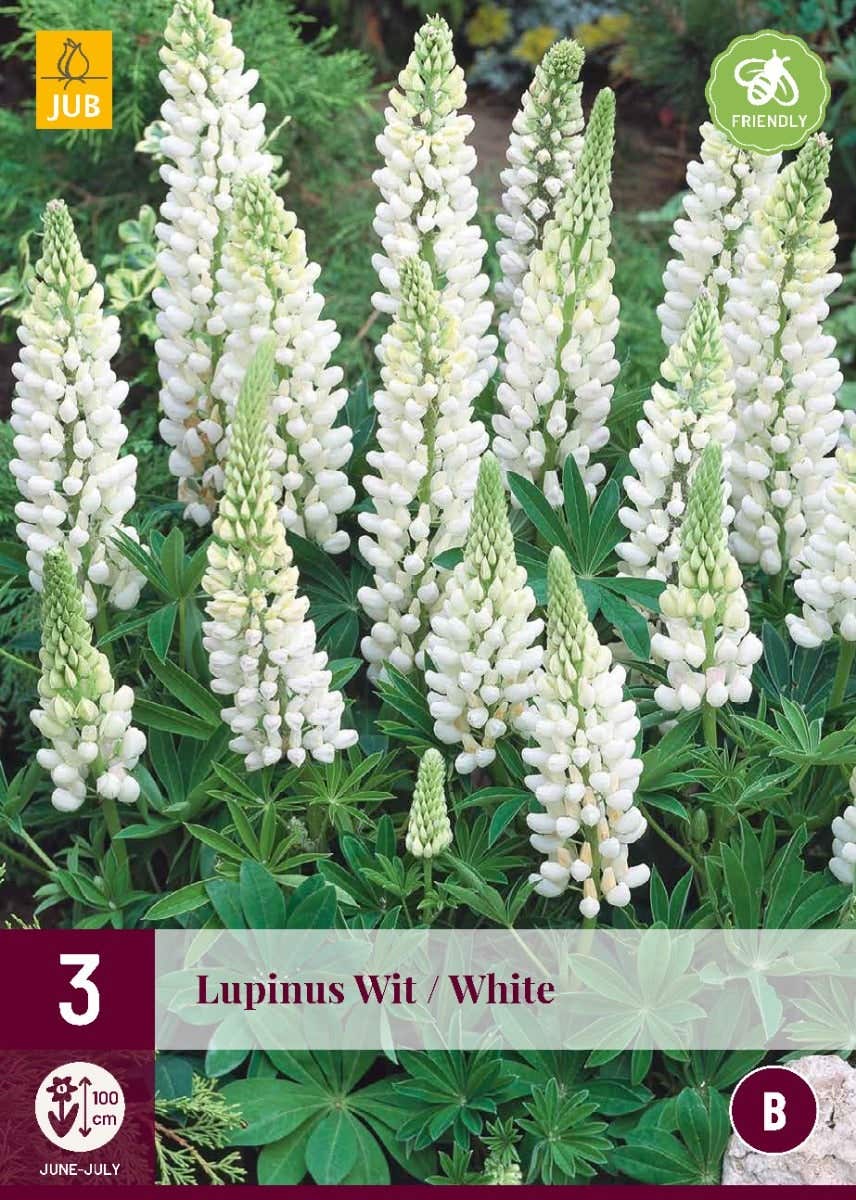 Lupinus Wit