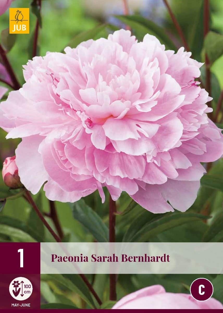 Paeonia Sarah Bernhardt