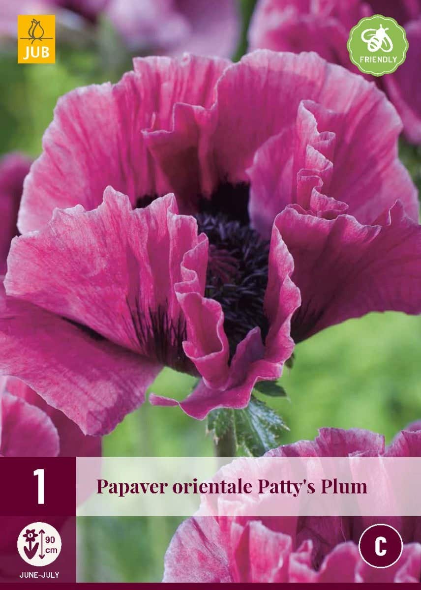 Papaver Orientale Patty'S Plum