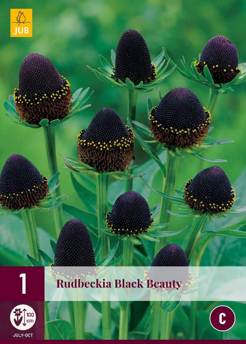 Rudbeckia Black Beauty