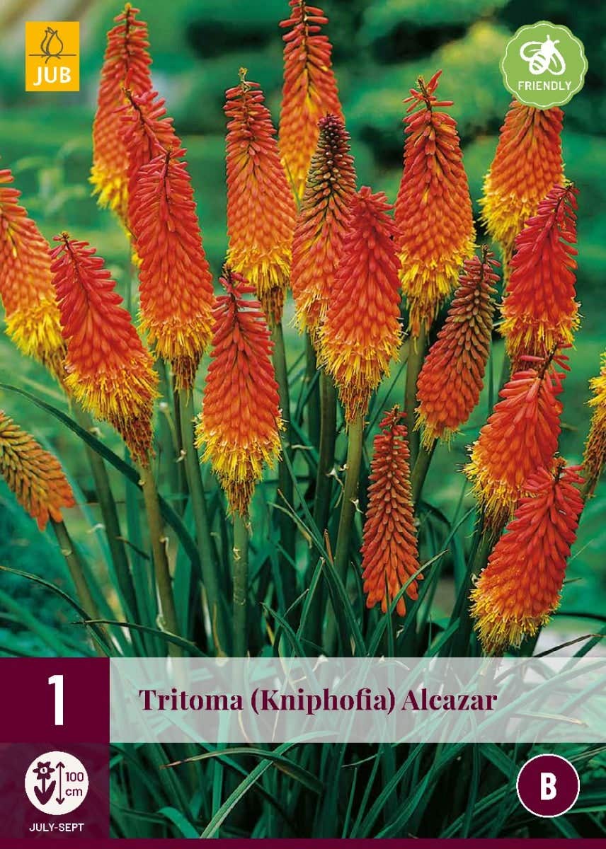 Tritoma (Kniphofia) Alcazar