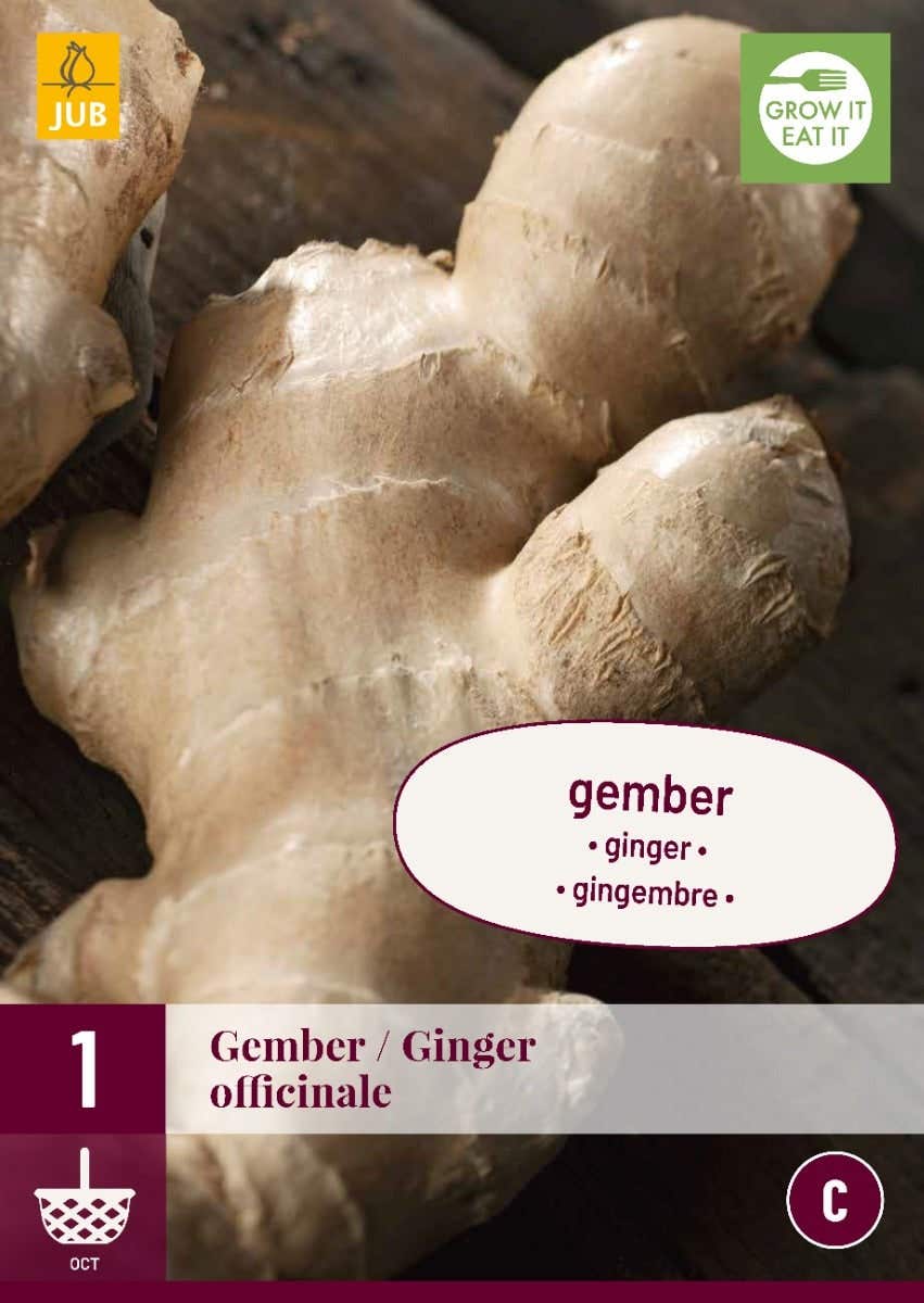 Zingiber Officinale