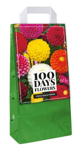 Draagtas 5 Dahlia Pompon Mix