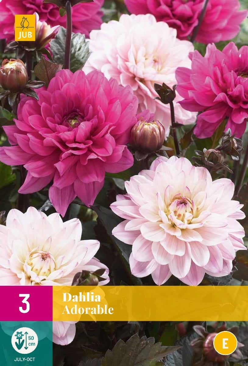 Dahlia Adorable