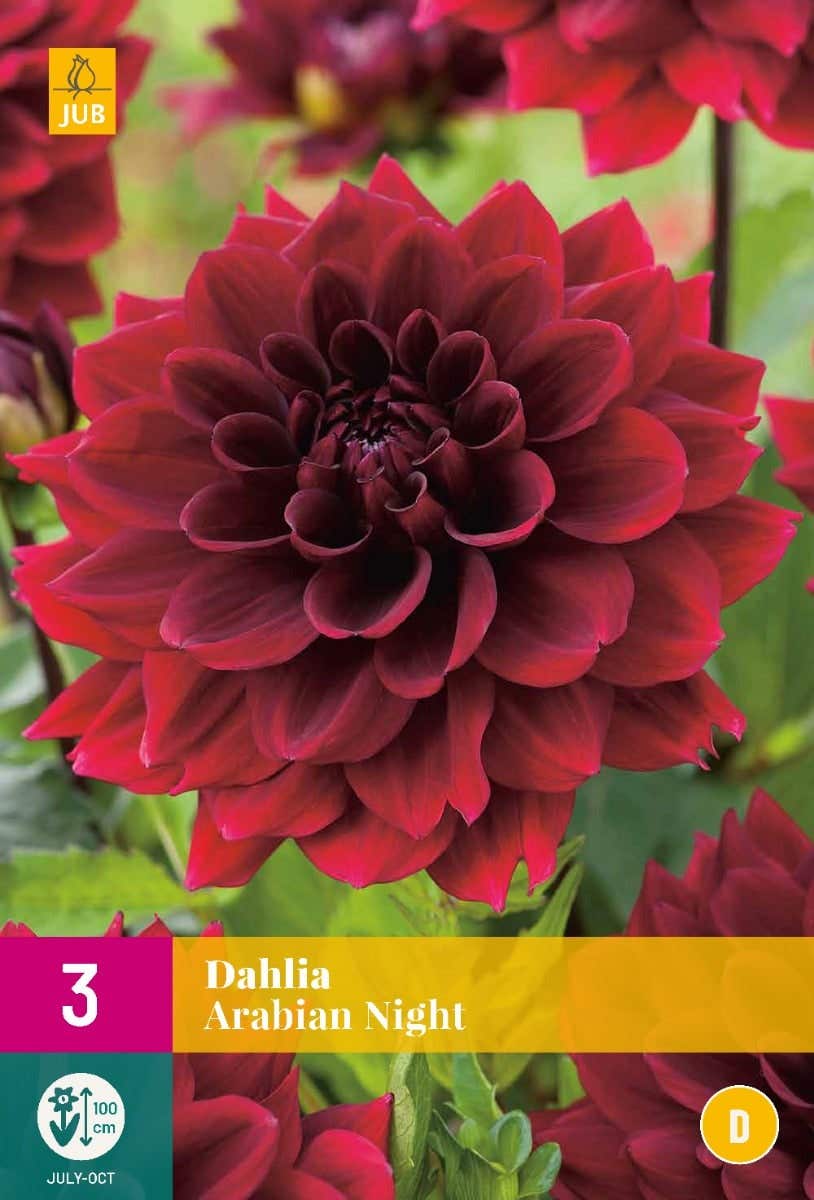Dahlia Arabian Night