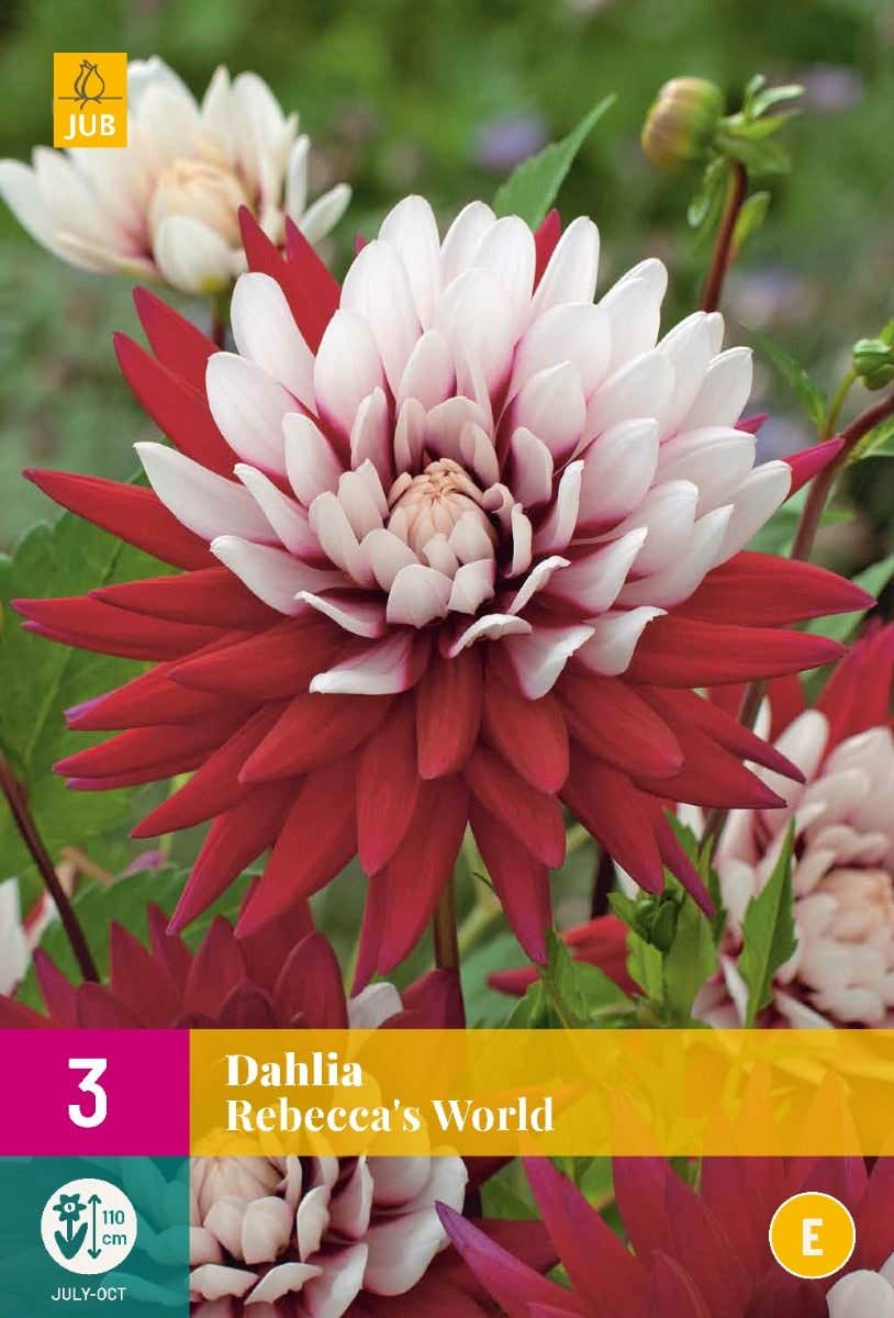 Dahlia Rebecca'S World