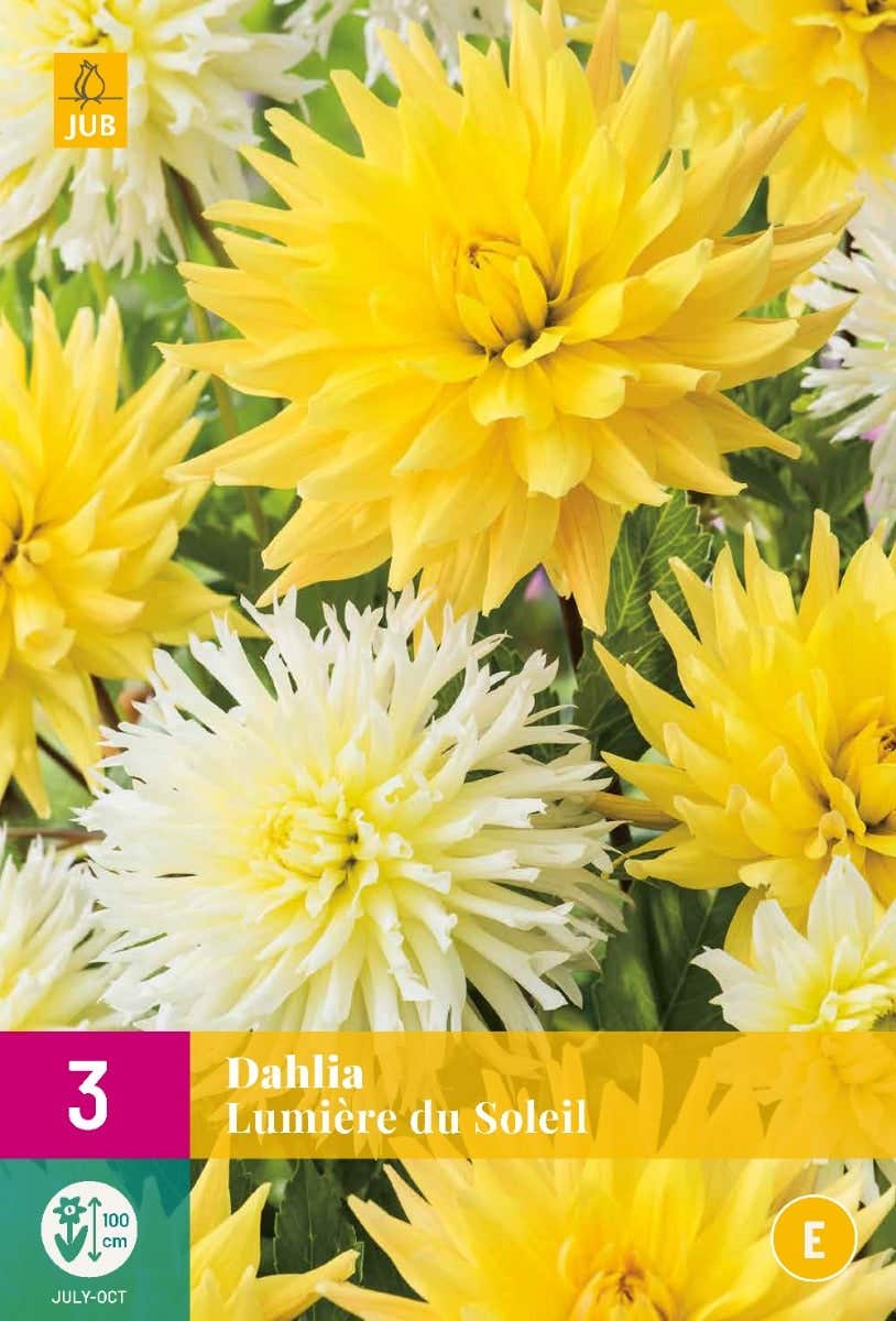 Dahlia Lumière Du Soleil