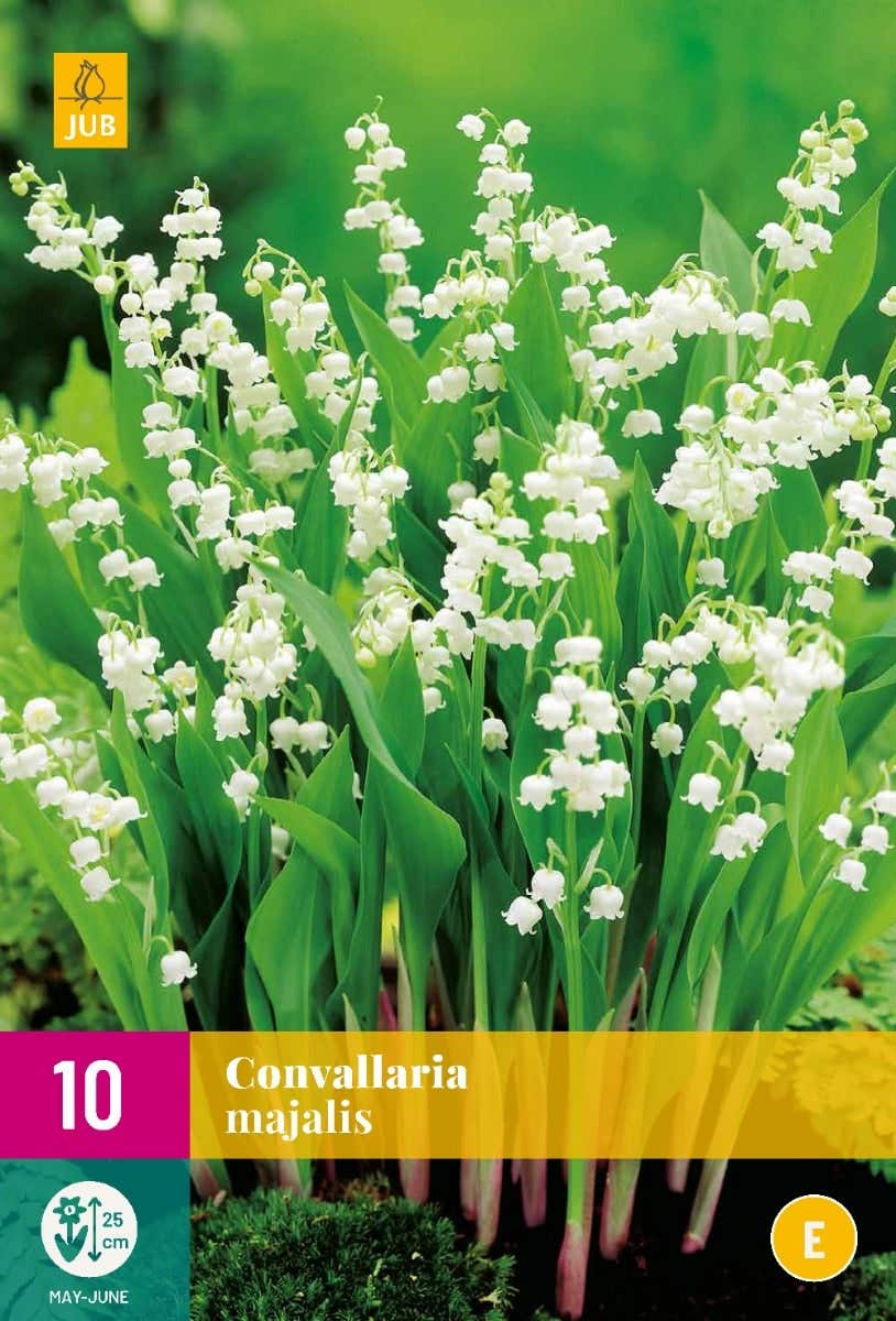 Convallaria Majalis