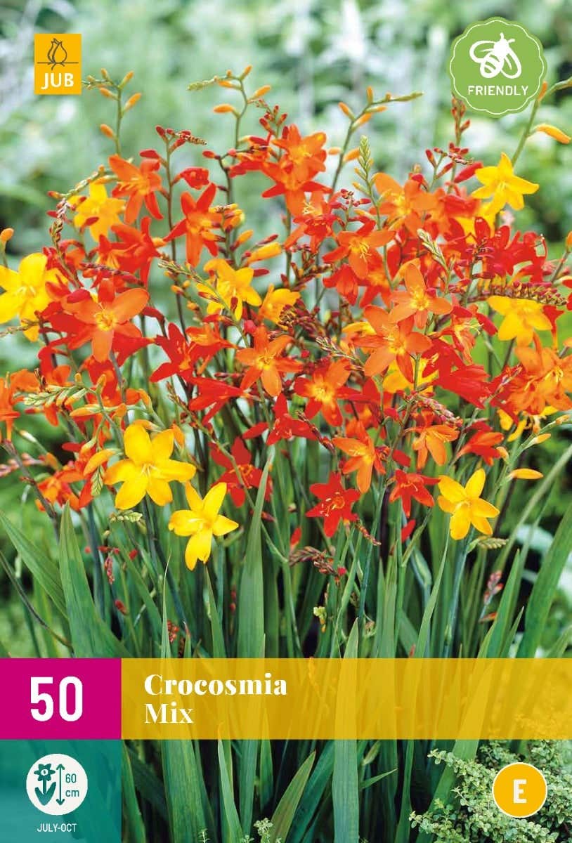 Crocosmia Mix