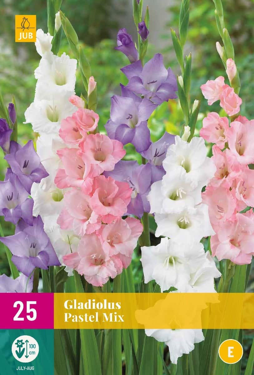 Gladiolus Pastel Mix