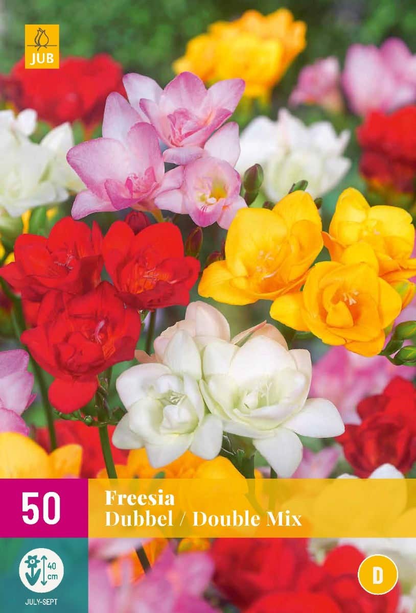 Freesia Dubbel Mix