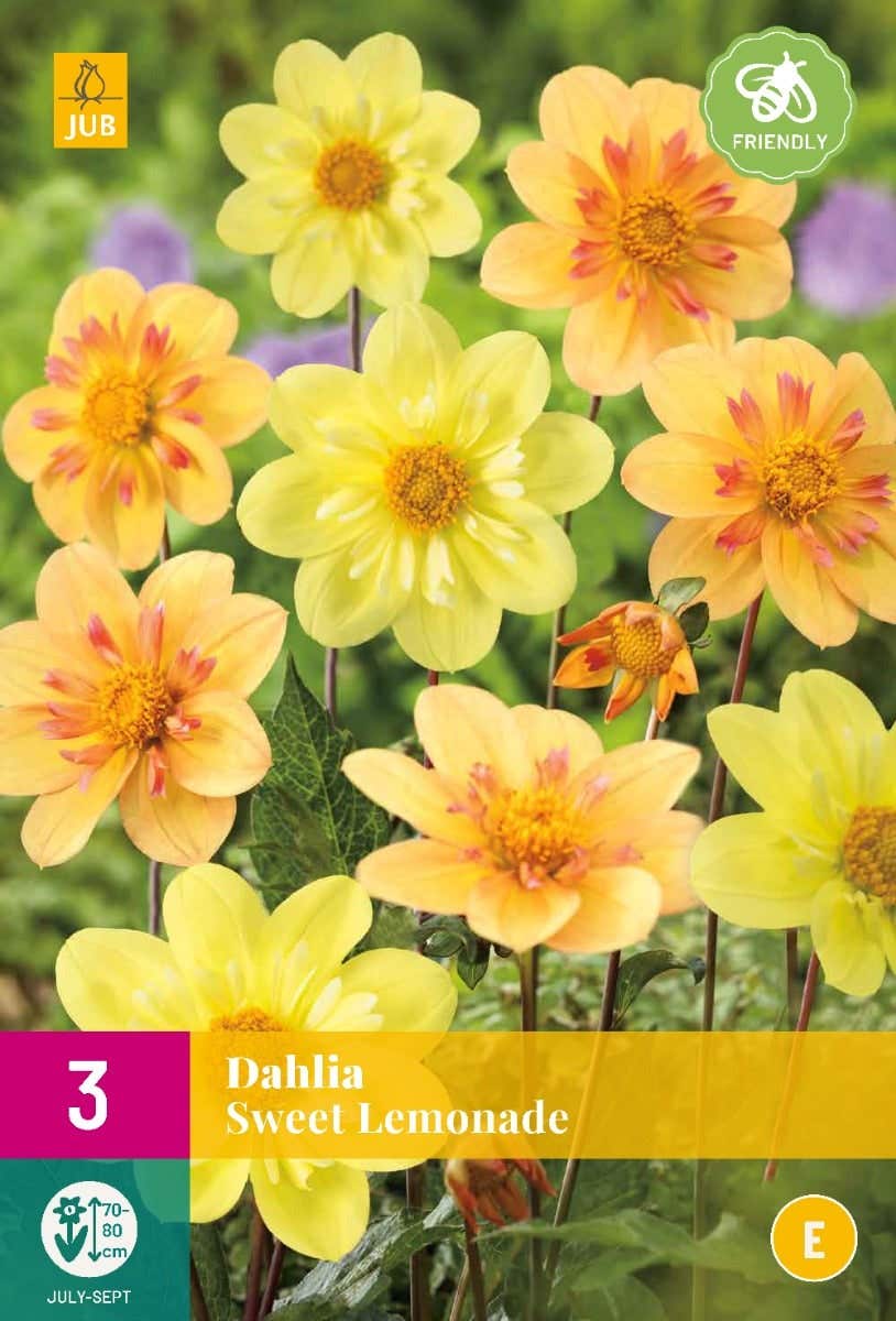 Dahlia Sweet Lemonade