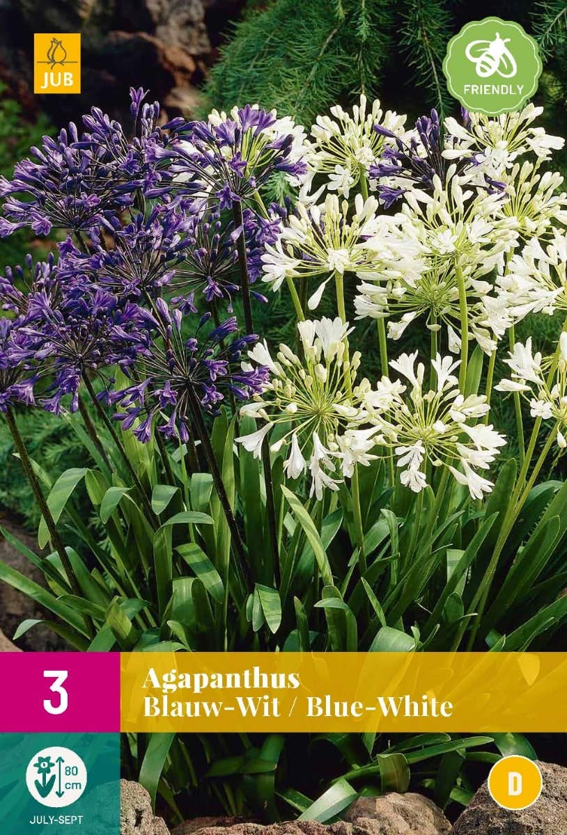 Agapanthus Blauw-Wit