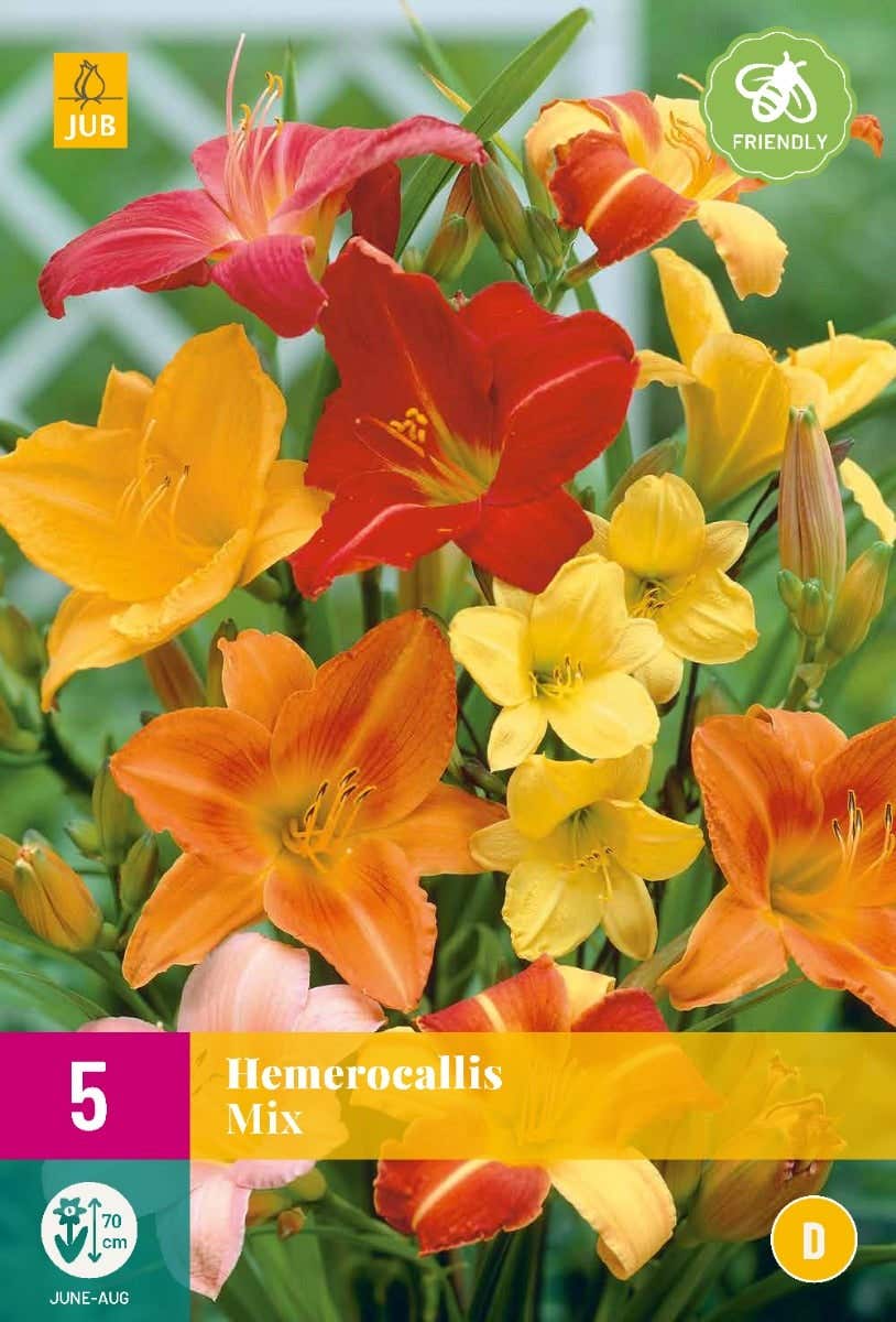 Hemerocallis Mix