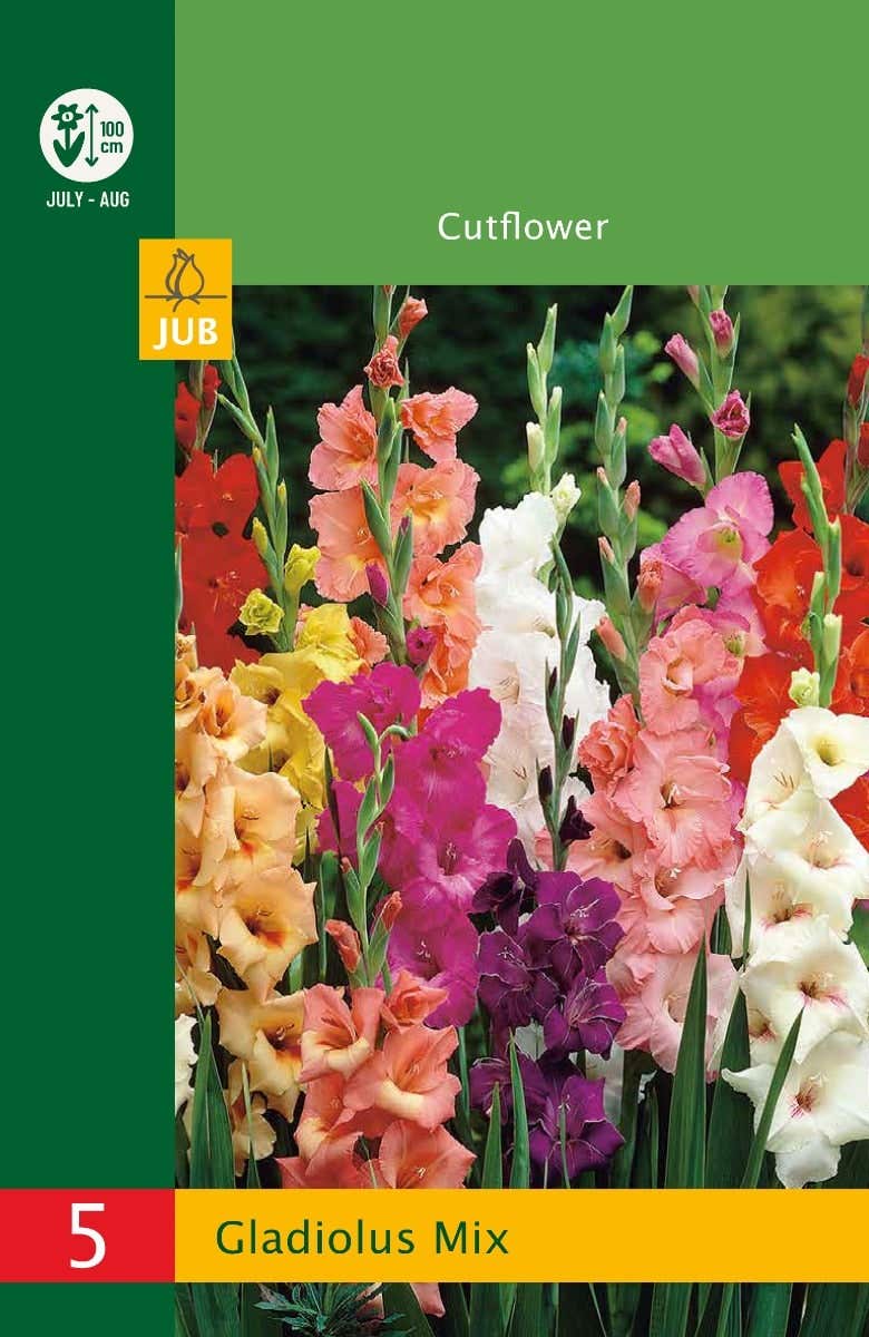 Low Budget Gladiolus Mix