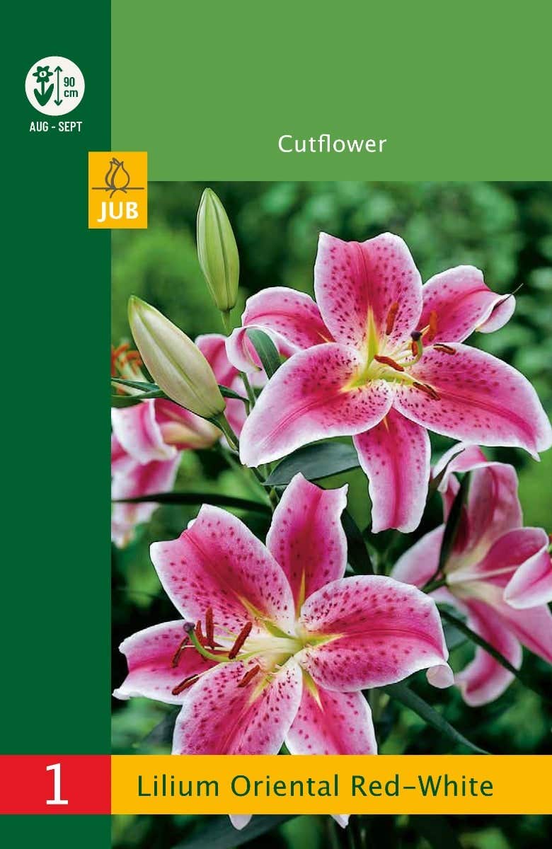 Low Budget Lilium Oriental Red-White