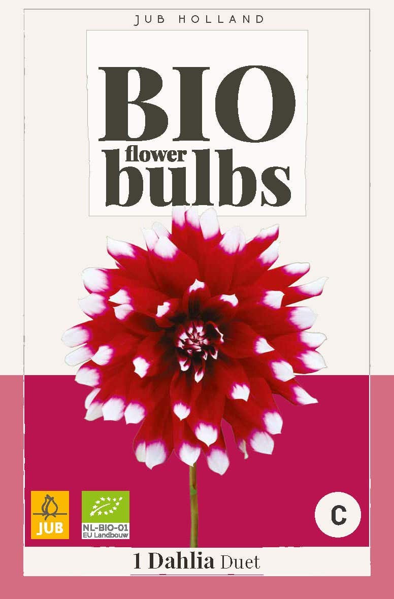 Bio Dahlia Duet
