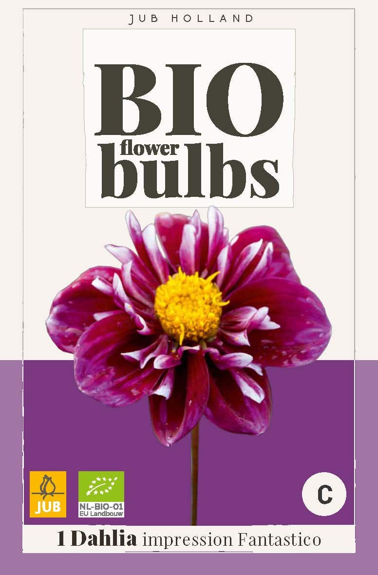 Bio Dahlia Impression Fantastico