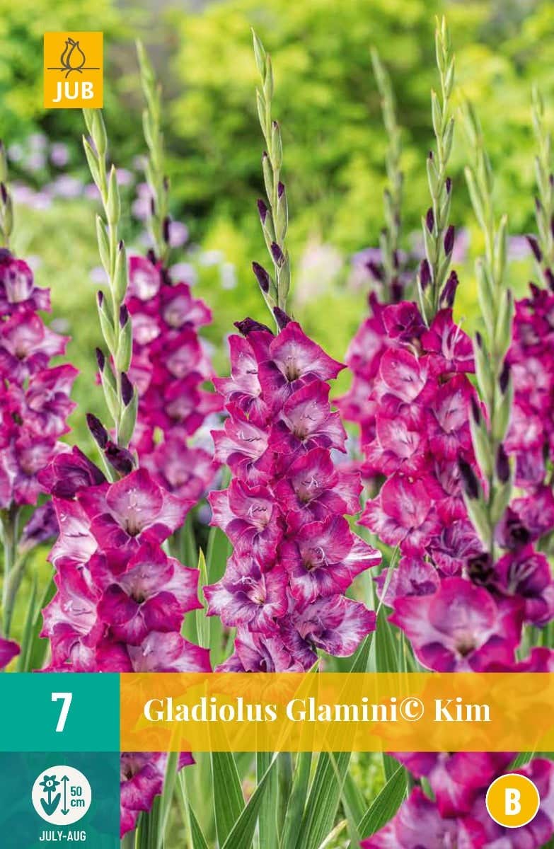 Gladiolus Glamini© Kim