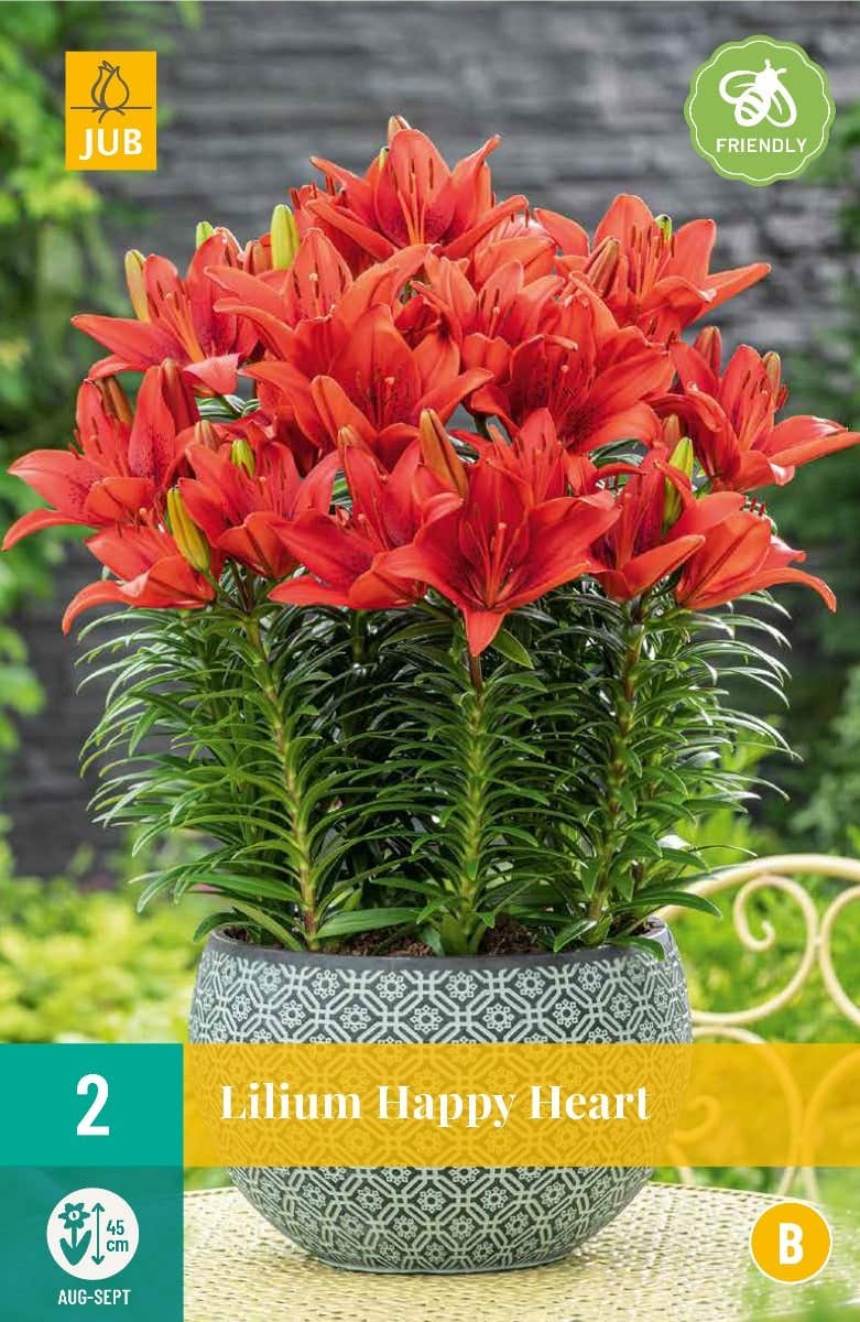 Lilium Happy Heart