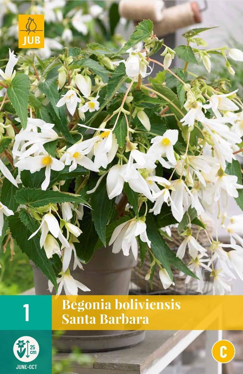 Begonia Boliviensis Santa Barbara