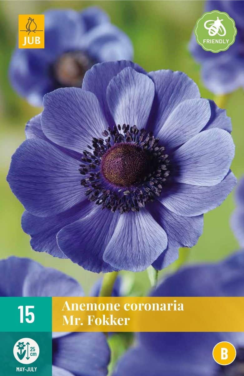 Anemone Coronaria Mr. Fokker
