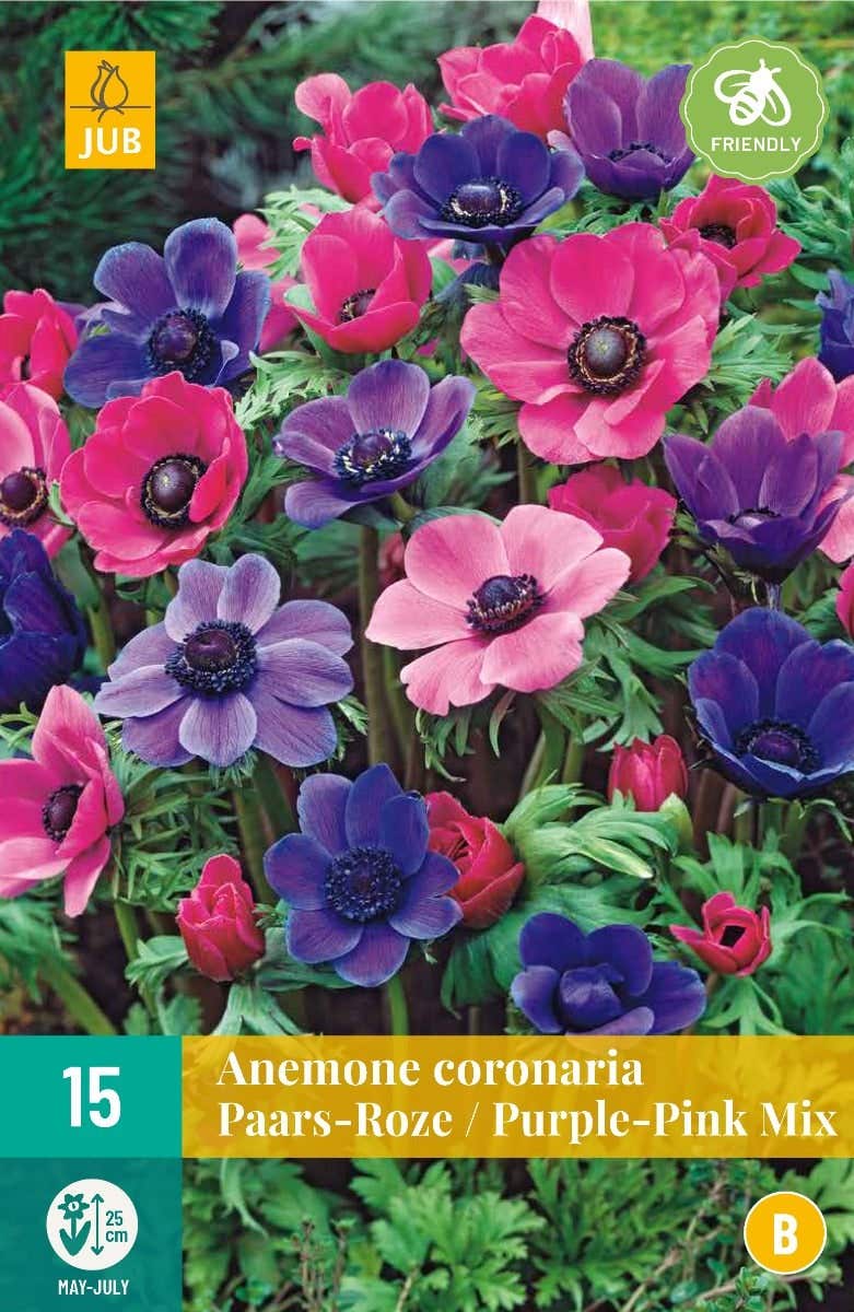 Anemone Coronaria Paars/Roze Mix