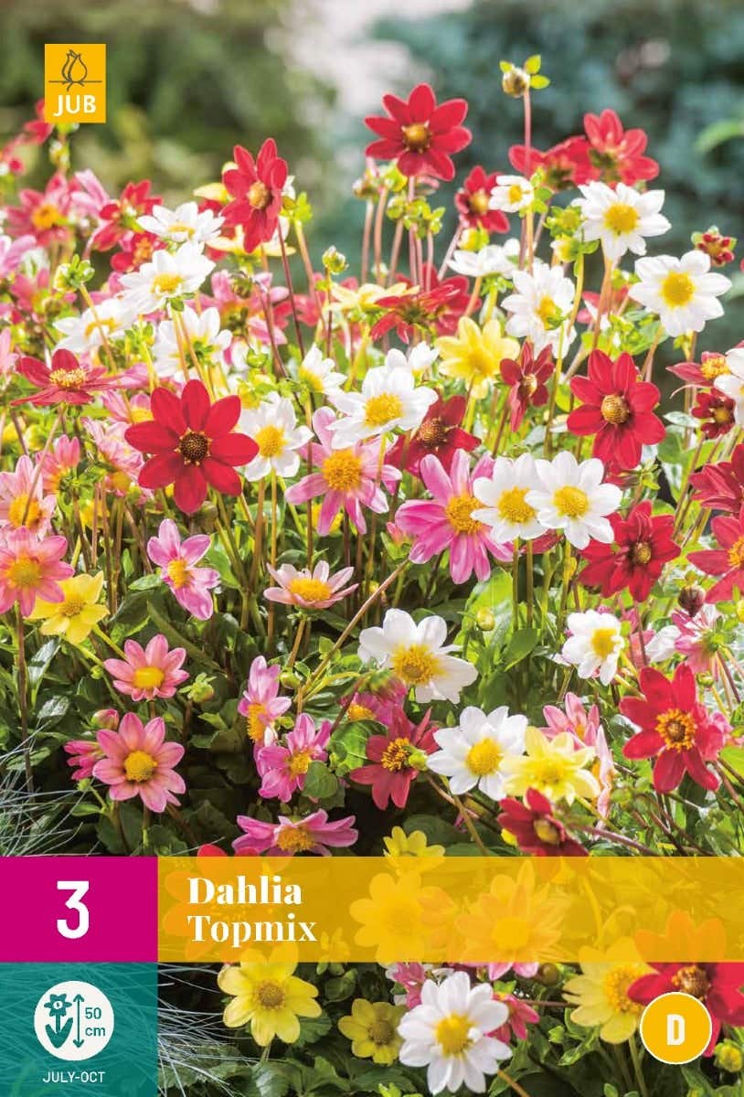 Dahlia Topmix