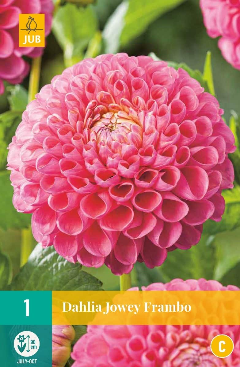 Dahlia Jowey Frambo