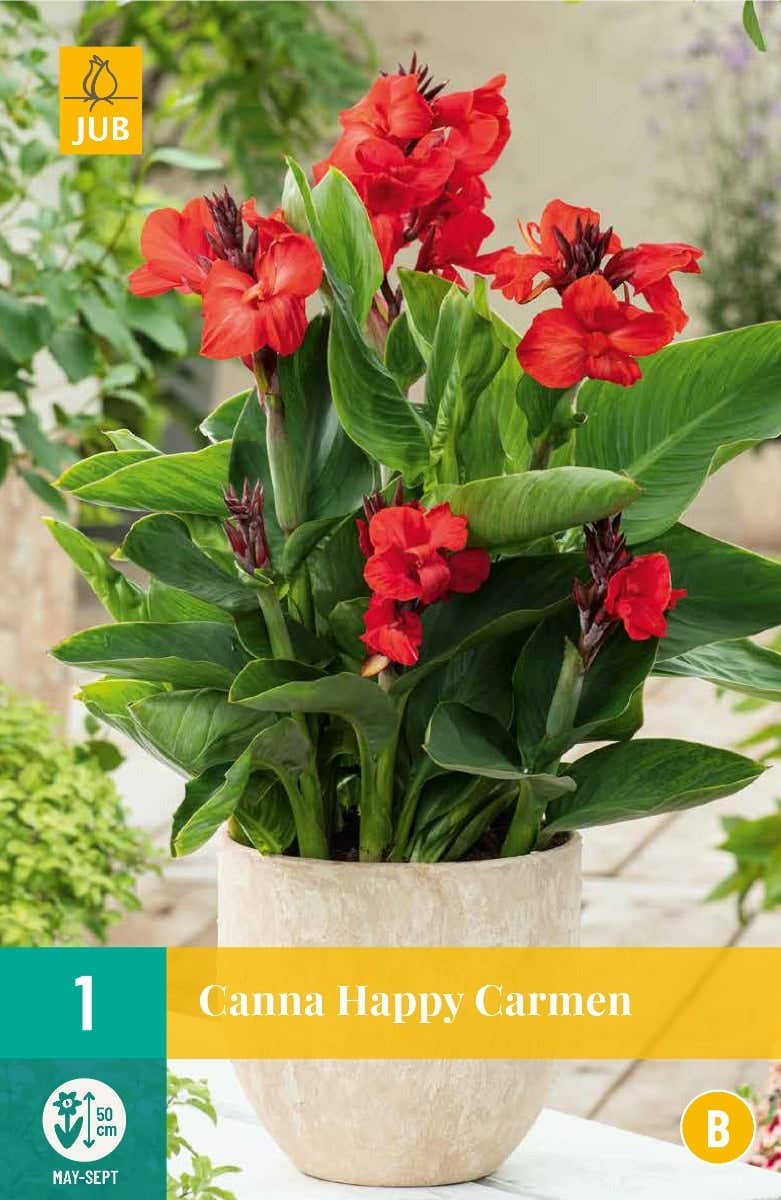 Canna Sol (Pot) Happy Carmen