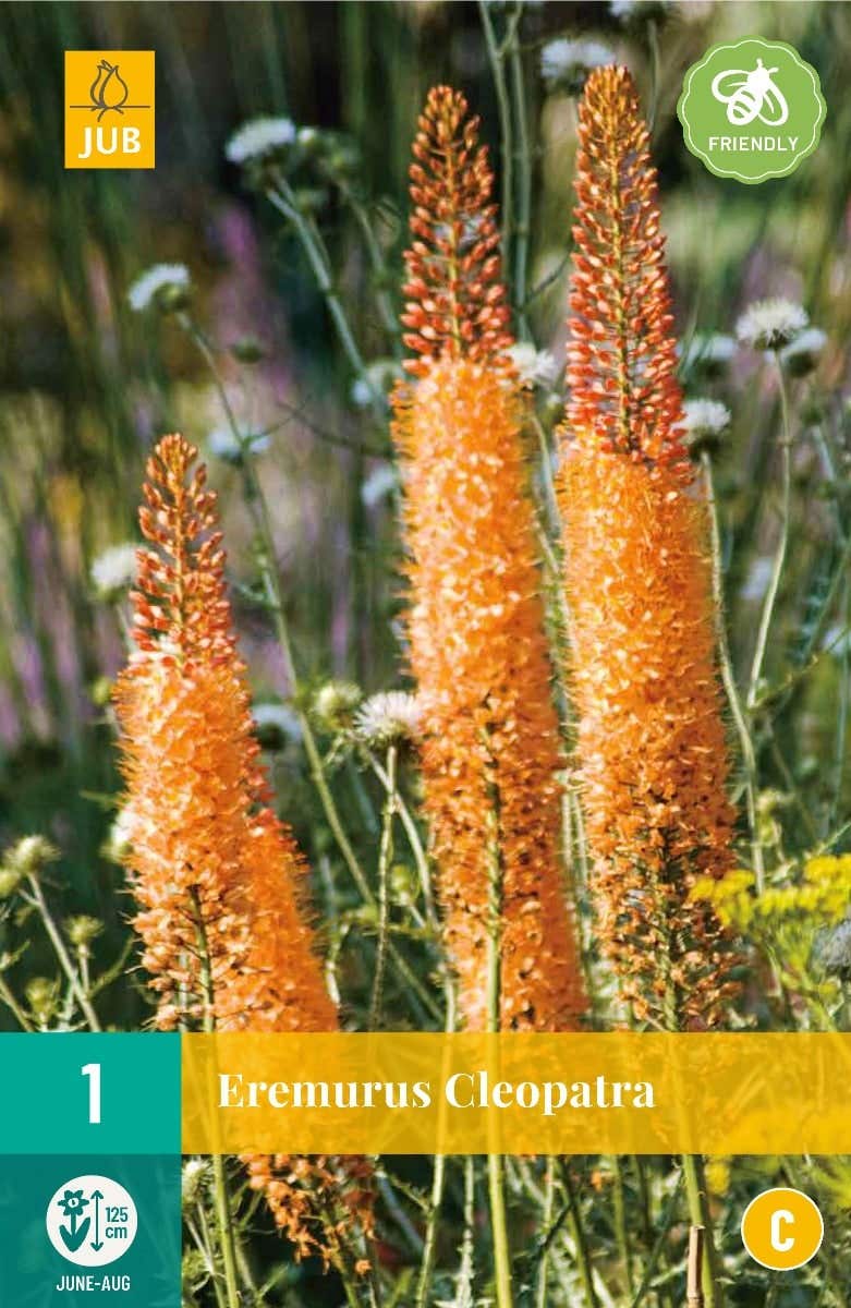 Eremurus Cleopatra