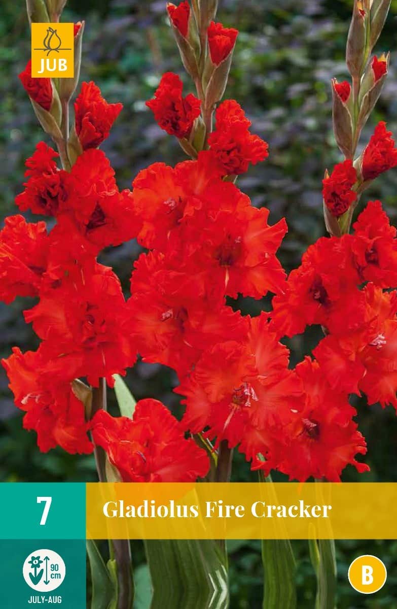 Gladiolus Fire Cracker