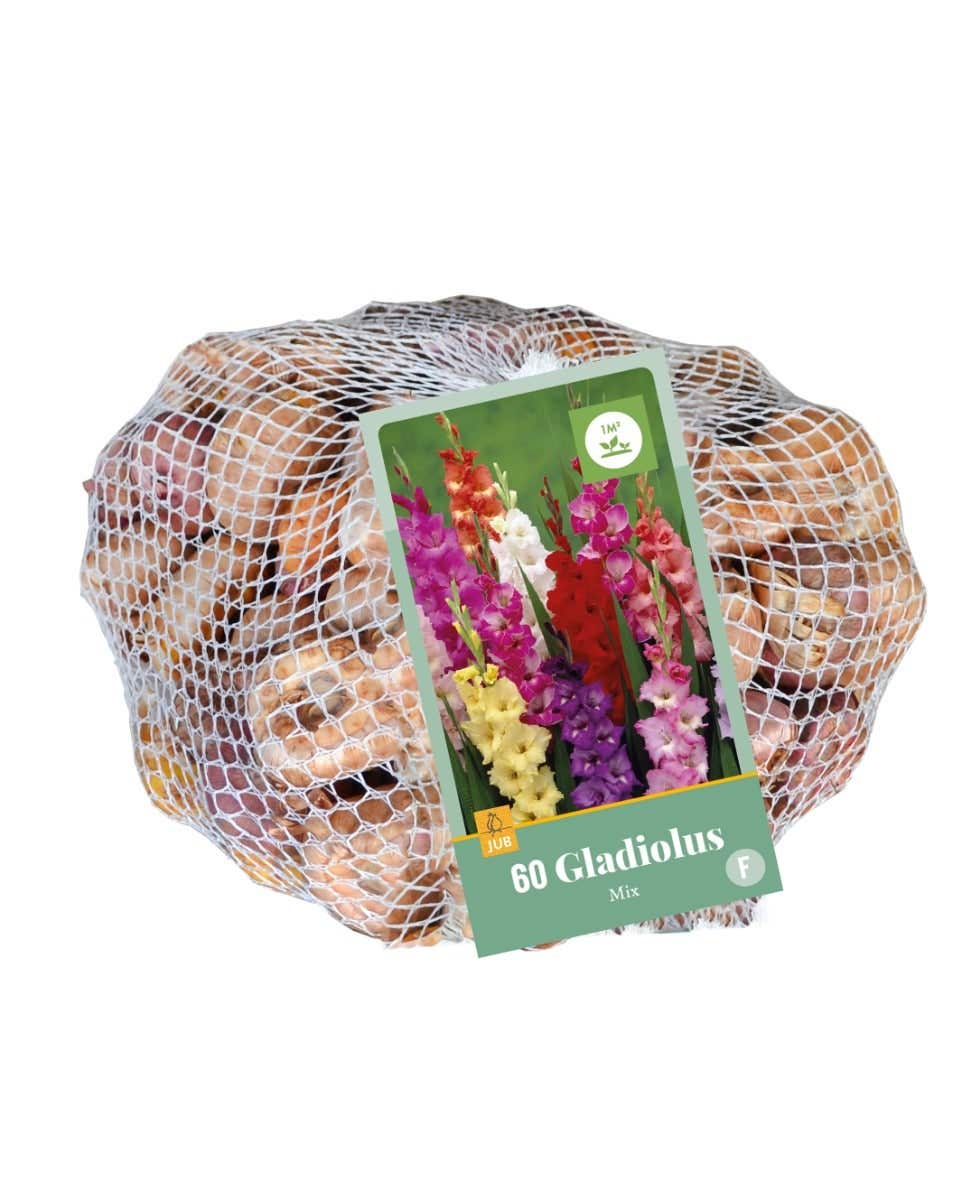 X 60 Gladiolus Mix (Netlon)