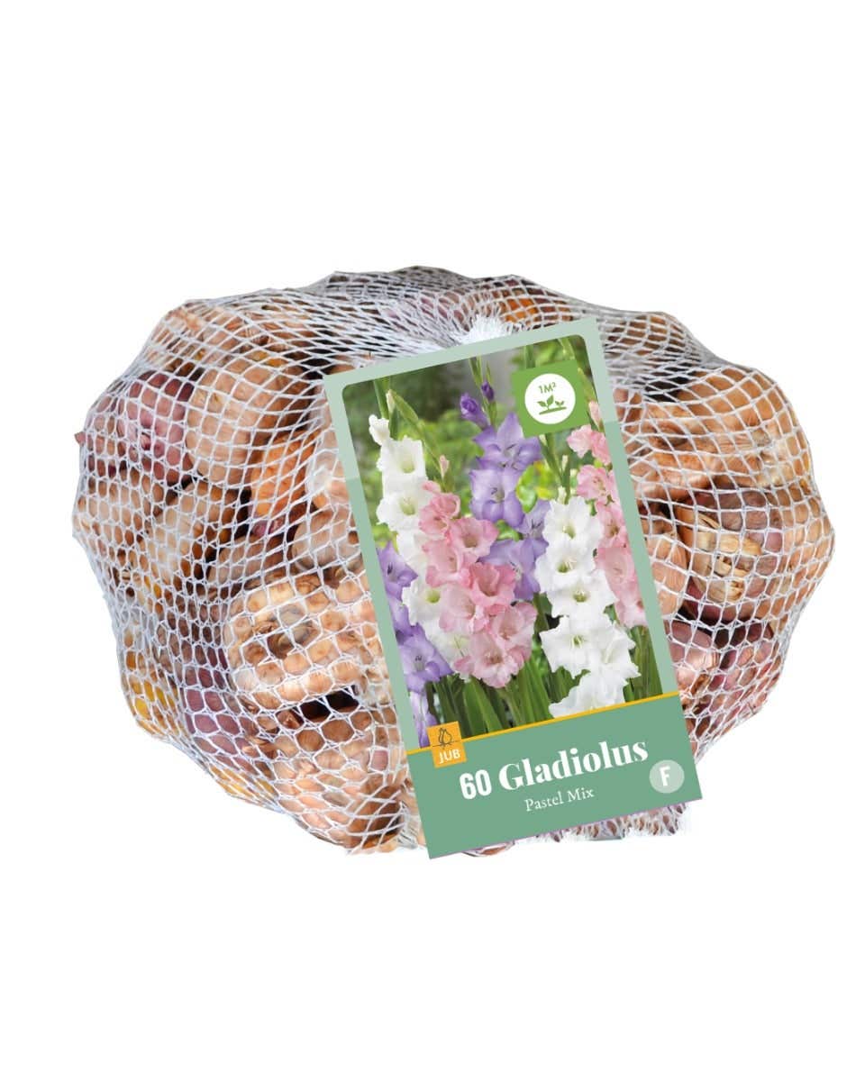 X 60 Gladiolus Pastel Mix (Netlon)