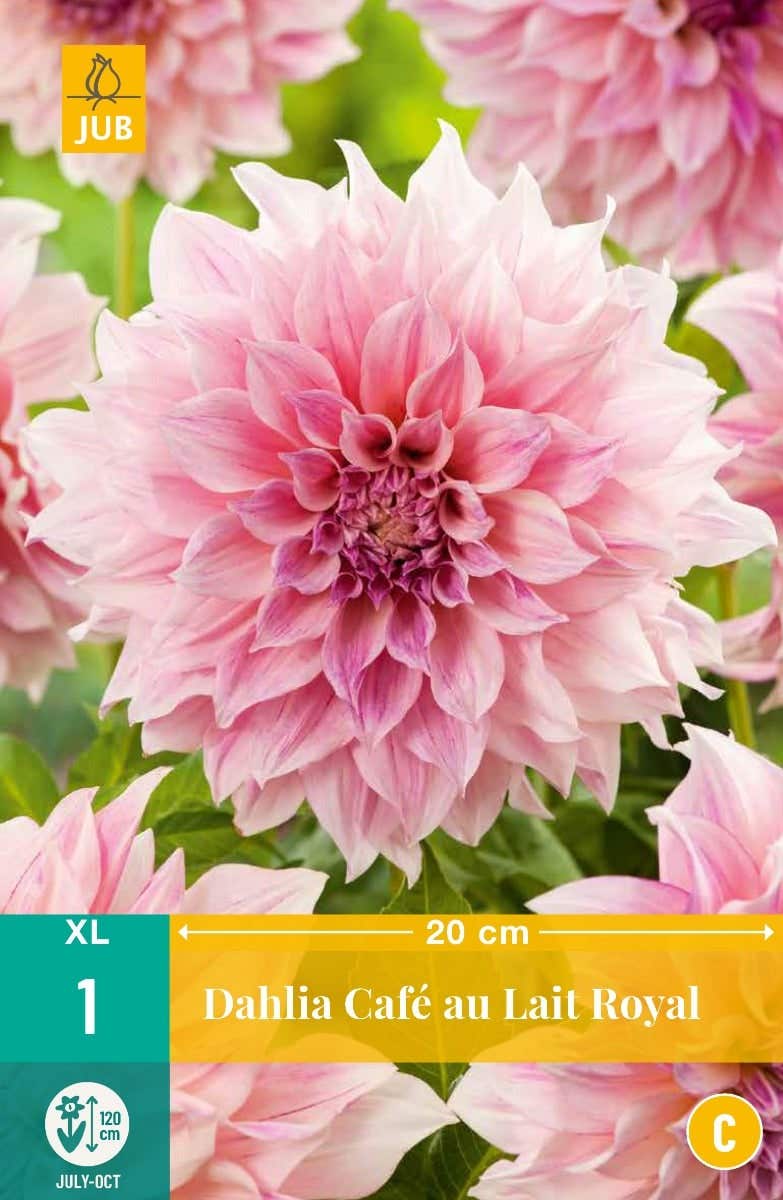 Dahlia Cafe Au Lait Royal