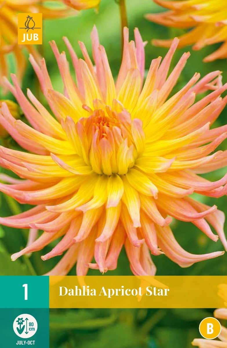 Dahlia Apricot Star